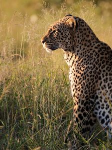 Preview wallpaper leopard, big cat, predator, beast, grass
