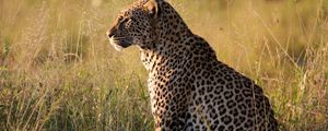 Preview wallpaper leopard, big cat, predator, beast, grass
