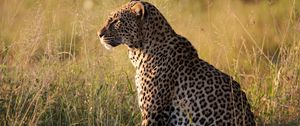 Preview wallpaper leopard, big cat, predator, beast, grass