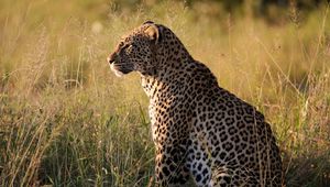 Preview wallpaper leopard, big cat, predator, beast, grass