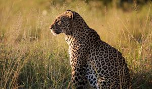 Preview wallpaper leopard, big cat, predator, beast, grass