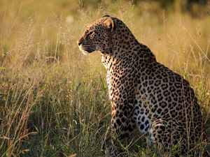 Preview wallpaper leopard, big cat, predator, beast, grass