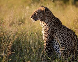 Preview wallpaper leopard, big cat, predator, beast, grass