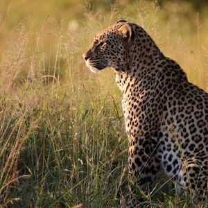 Preview wallpaper leopard, big cat, predator, beast, grass