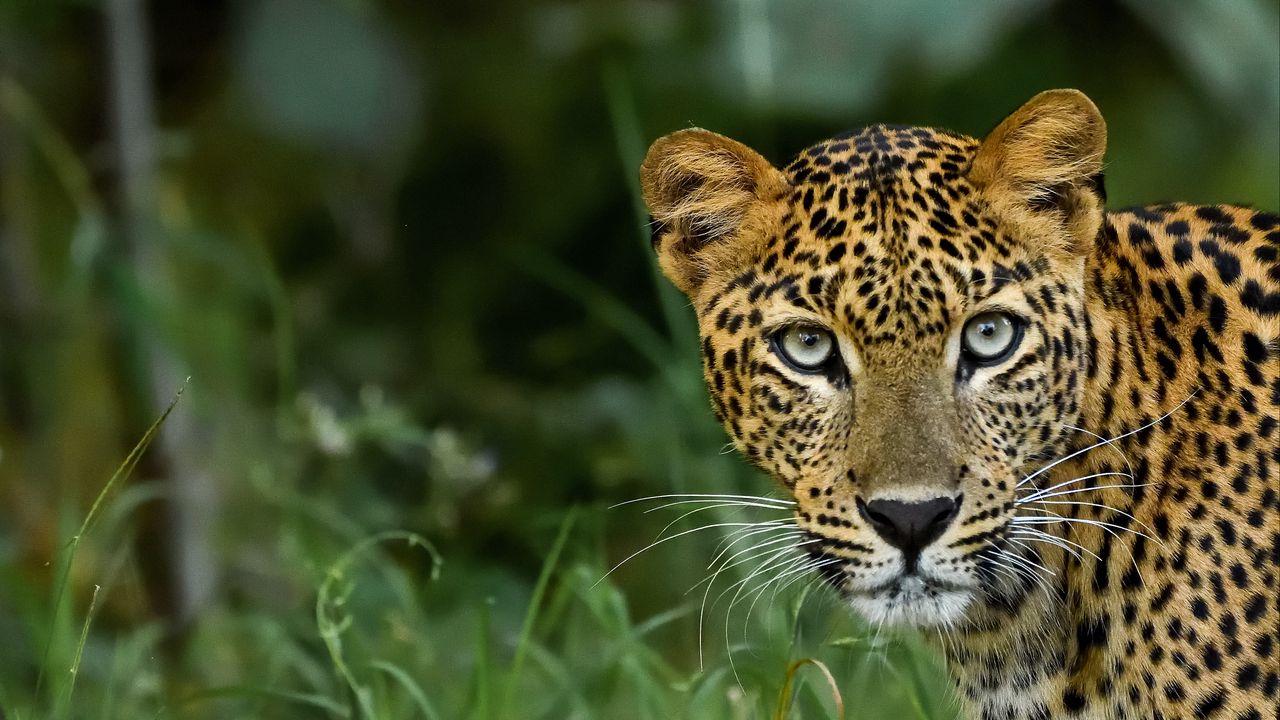 Wallpaper leopard, big cat, predator, glance, spotted