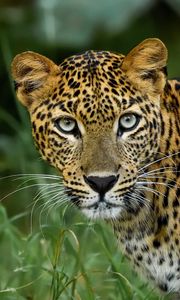 Preview wallpaper leopard, big cat, predator, glance, spotted