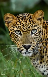 Preview wallpaper leopard, big cat, predator, glance, spotted