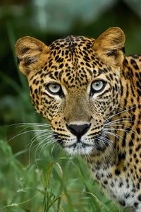 Preview wallpaper leopard, big cat, predator, glance, spotted