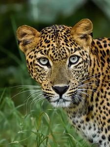 Preview wallpaper leopard, big cat, predator, glance, spotted