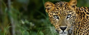 Preview wallpaper leopard, big cat, predator, glance, spotted