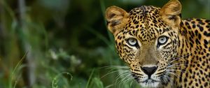 Preview wallpaper leopard, big cat, predator, glance, spotted