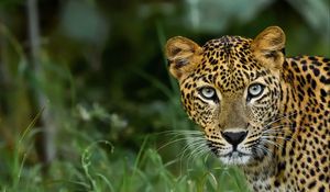 Preview wallpaper leopard, big cat, predator, glance, spotted