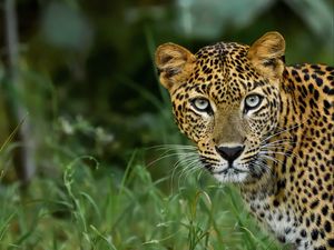 Preview wallpaper leopard, big cat, predator, glance, spotted