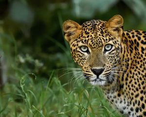 Preview wallpaper leopard, big cat, predator, glance, spotted
