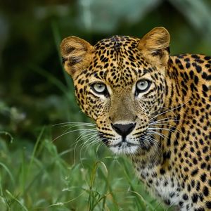 Preview wallpaper leopard, big cat, predator, glance, spotted