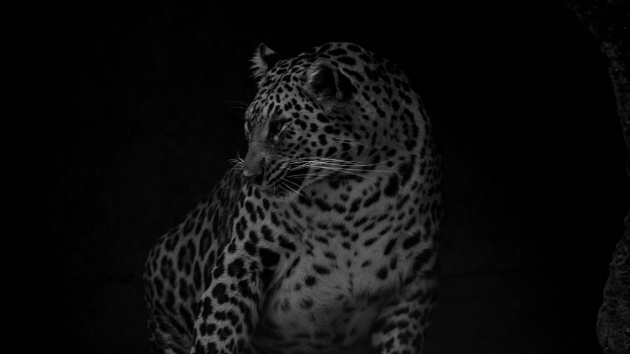 Wallpaper leopard, big cat, predator, bw, dark