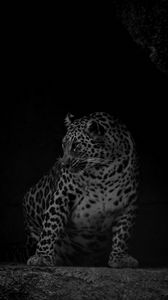 Preview wallpaper leopard, big cat, predator, bw, dark