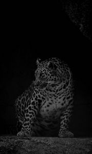 Preview wallpaper leopard, big cat, predator, bw, dark
