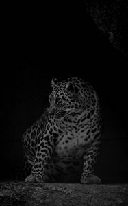 Preview wallpaper leopard, big cat, predator, bw, dark