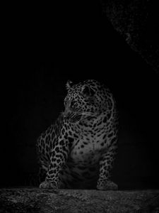 Preview wallpaper leopard, big cat, predator, bw, dark