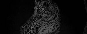 Preview wallpaper leopard, big cat, predator, bw, dark