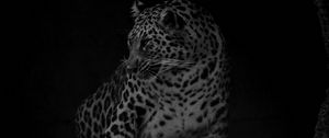 Preview wallpaper leopard, big cat, predator, bw, dark