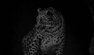 Preview wallpaper leopard, big cat, predator, bw, dark