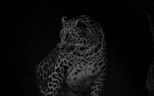 Preview wallpaper leopard, big cat, predator, bw, dark