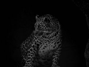 Preview wallpaper leopard, big cat, predator, bw, dark