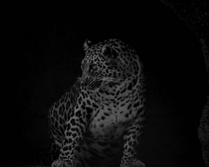 Preview wallpaper leopard, big cat, predator, bw, dark