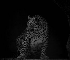 Preview wallpaper leopard, big cat, predator, bw, dark