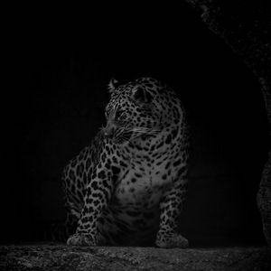 Preview wallpaper leopard, big cat, predator, bw, dark