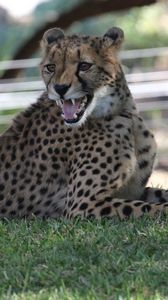Preview wallpaper leopard, big cat, predator, jaws