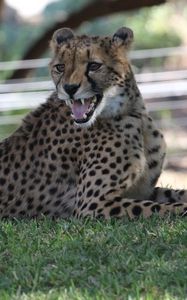 Preview wallpaper leopard, big cat, predator, jaws