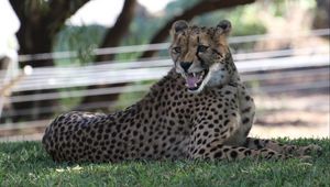 Preview wallpaper leopard, big cat, predator, jaws