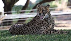 Preview wallpaper leopard, big cat, predator, jaws