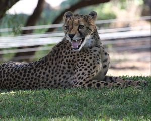 Preview wallpaper leopard, big cat, predator, jaws