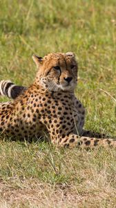 Preview wallpaper leopard, big cat, predator, grass