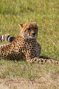 Preview wallpaper leopard, big cat, predator, grass