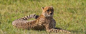 Preview wallpaper leopard, big cat, predator, grass