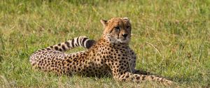 Preview wallpaper leopard, big cat, predator, grass