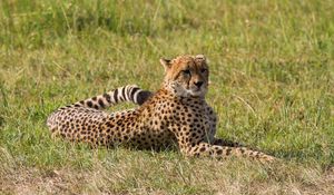 Preview wallpaper leopard, big cat, predator, grass