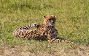 Preview wallpaper leopard, big cat, predator, grass