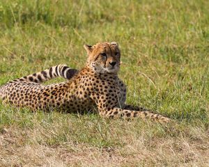 Preview wallpaper leopard, big cat, predator, grass