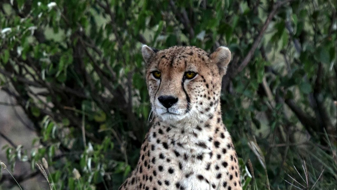 Wallpaper leopard, big cat, predator, spots, grass