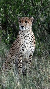 Preview wallpaper leopard, big cat, predator, spots, grass