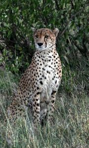 Preview wallpaper leopard, big cat, predator, spots, grass