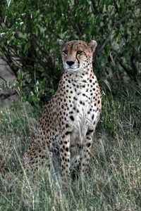 Preview wallpaper leopard, big cat, predator, spots, grass