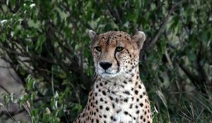 Preview wallpaper leopard, big cat, predator, spots, grass