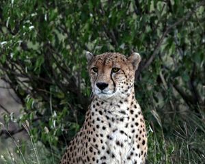 Preview wallpaper leopard, big cat, predator, spots, grass